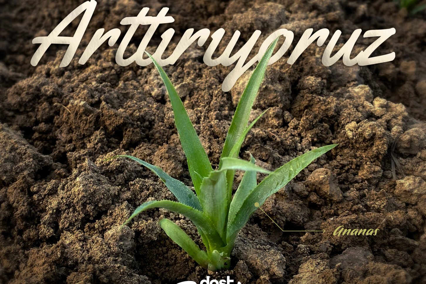 ANANAS-URETIMI-BASLADI