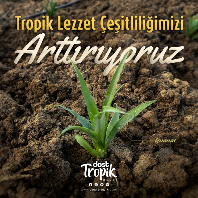 ANANAS-URETIMI-BASLADI