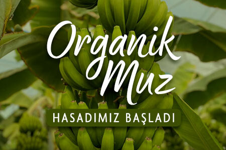 ORGANIK-MUZ-SLIDER-MOBIL