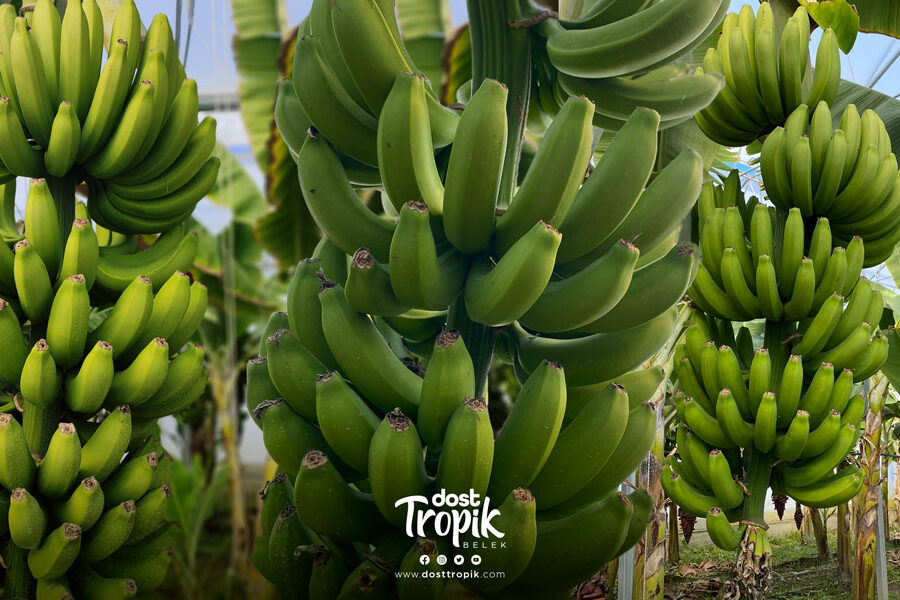 dost-tropik-organik-muz-haber