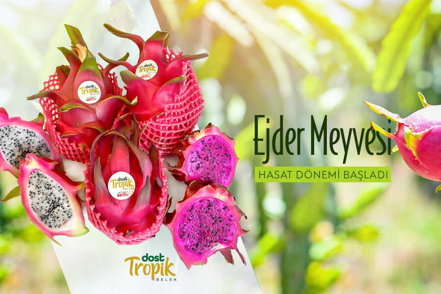 Ejder-Meyvesi-Dost-Tropik-SLIDER_30_HABER
