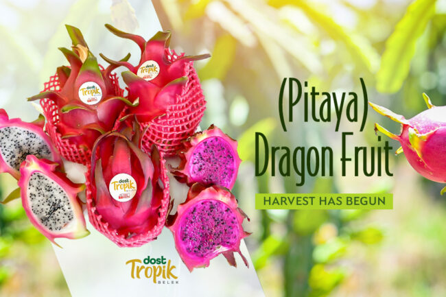 PITAYA_NEWS